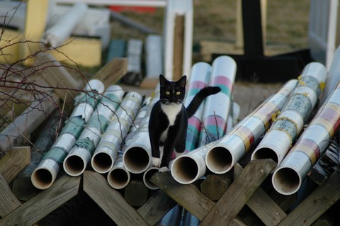 Photos\BarnCats\DSC_3387.jpg